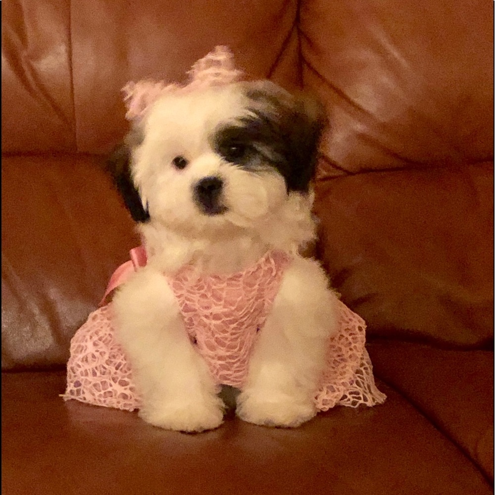 Meet your Posher, Elizabeth